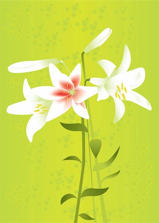 simsearch:400-04350659,k - Vector floral background with lilies for your card or invitation. Fotografie stock - Microstock e Abbonamento, Codice: 400-04350659