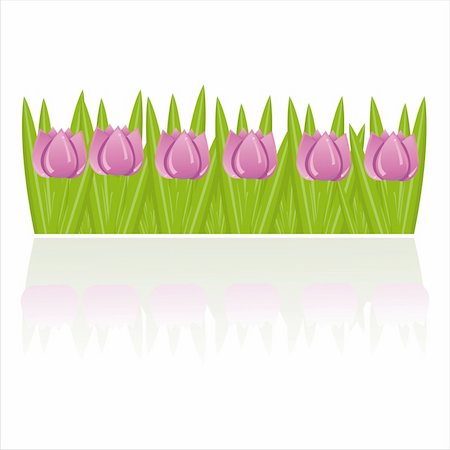 simsearch:400-04350939,k - purple tulips isolated on white Stock Photo - Budget Royalty-Free & Subscription, Code: 400-04350947