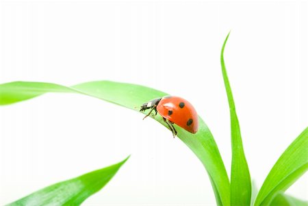 simsearch:400-05883361,k - red ladybug on green grass isolated on white Photographie de stock - Aubaine LD & Abonnement, Code: 400-04350992