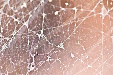 silk thread texture - close-up of a spiderweb with shallow dof Stock Photo - Budget Royalty-Free & Subscription, Code: 400-04351065