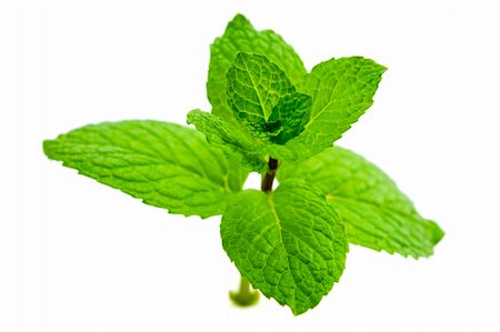 simsearch:400-06531157,k - Close up green mint isolated on white background Foto de stock - Royalty-Free Super Valor e Assinatura, Número: 400-04351449