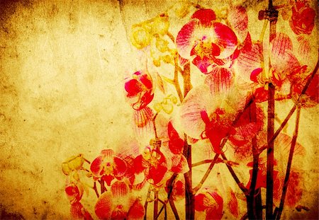 simsearch:400-06068658,k - Pink orchid isolated on a grunge background Stock Photo - Budget Royalty-Free & Subscription, Code: 400-04351506