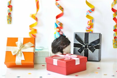 guinea pig and gifts Stock Photo - Budget Royalty-Free & Subscription, Code: 400-04351634