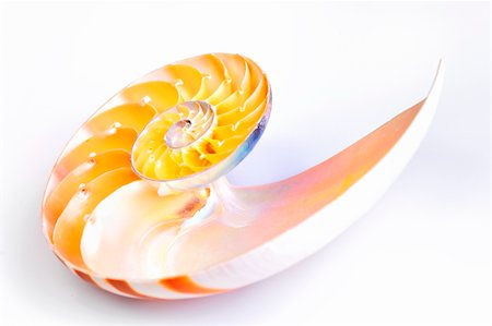 simsearch:400-05369335,k - Close up of a cut away section from a Nautilus shell. Stock Photo - Budget Royalty-Free & Subscription, Code: 400-04351636