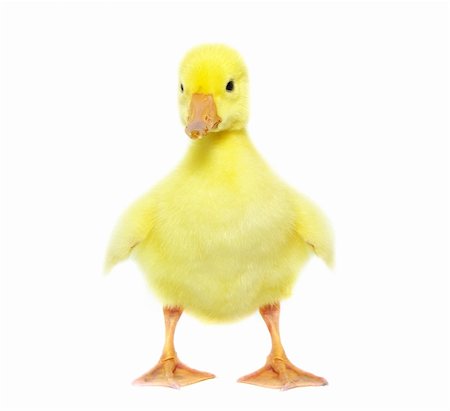 cute gosling isolated on a white Foto de stock - Super Valor sin royalties y Suscripción, Código: 400-04351714