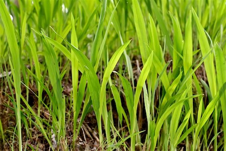 simsearch:400-05257169,k - Nature background of closeup image of green grass on land. Stock Photo - Budget Royalty-Free & Subscription, Code: 400-04352044