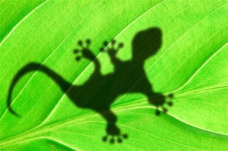 tropical background with leaf and gecko or lizard animal Photographie de stock - Aubaine LD & Abonnement, Code: 400-04352088