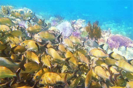 coral caribbean reef Mayan Riviera Grunt fish yellow blue stripes Stock Photo - Budget Royalty-Free & Subscription, Code: 400-04352812