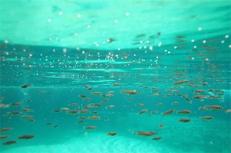 fresh blue fish - mangrove little fishes real ecosystem algae in water suspension Stock Photo - Budget Royalty-Free & Subscription, Code: 400-04352832