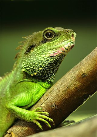 side view of dragon in color - green iguana on tree branch Stock Photo - Budget Royalty-Free & Subscription, Code: 400-04353085