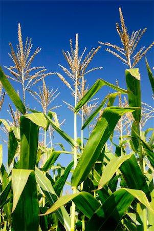 paolikphoto (artist) - Corn plants under blue sky. Stock Photo - Budget Royalty-Free & Subscription, Code: 400-04353305