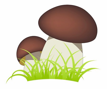 simsearch:649-07437090,k - Two ceps isolated on a white background. Photographie de stock - Aubaine LD & Abonnement, Code: 400-04353355