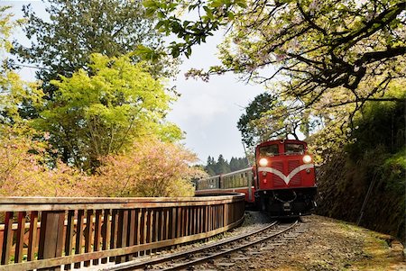 Forest train on railway with sakura in Alishan National Scenic Area, Taiwan, Asia. Stock Photo - Budget Royalty-Free & Subscription, Code: 400-04353412