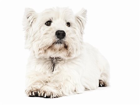 simsearch:400-06108834,k - An image of a nice white Terrier Photographie de stock - Aubaine LD & Abonnement, Code: 400-04353526