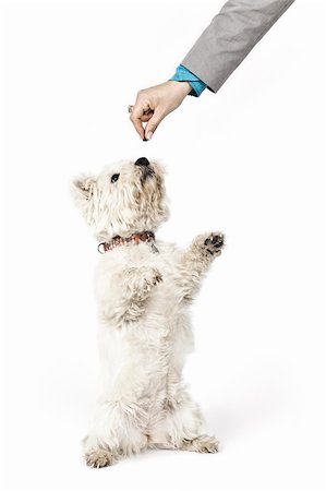 simsearch:400-06758392,k - An image of a nice white Terrier Photographie de stock - Aubaine LD & Abonnement, Code: 400-04353529