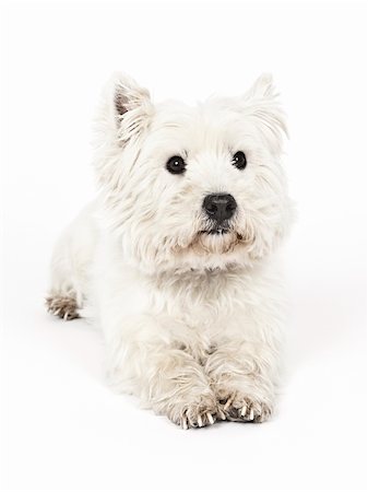 simsearch:400-04185240,k - An image of a nice white Terrier Stock Photo - Budget Royalty-Free & Subscription, Code: 400-04353530