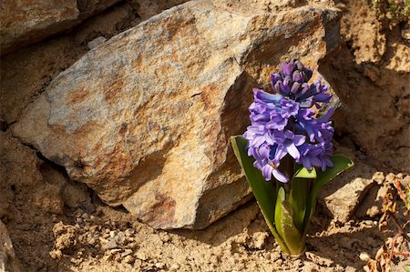 blue hyacinth flower in spring garden in sunny day Stock Photo - Budget Royalty-Free & Subscription, Code: 400-04353532