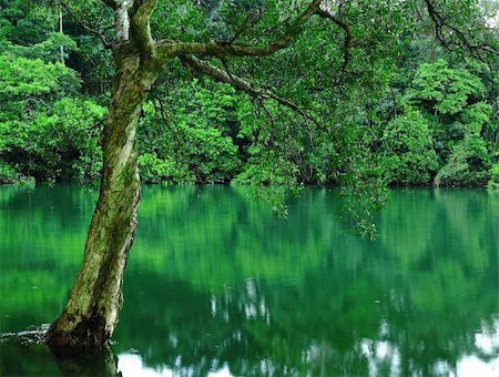 rivers through forests - tree on water Stock Photo - Budget Royalty-Free & Subscription, Code: 400-04353782