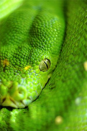 green snake Stock Photo - Budget Royalty-Free & Subscription, Code: 400-04353813