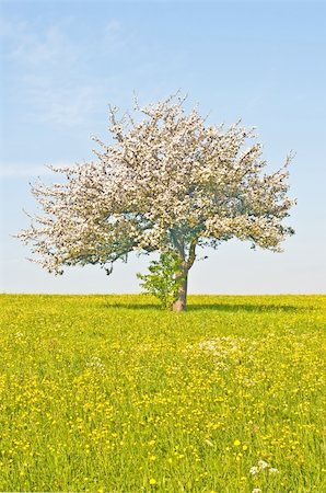 apple blossom Stock Photo - Budget Royalty-Free & Subscription, Code: 400-04365178