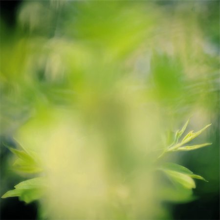 sunlight effect - Abstract green spring background Stock Photo - Budget Royalty-Free & Subscription, Code: 400-04365254