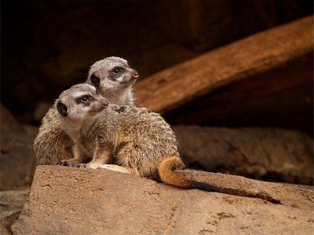simsearch:400-04606447,k - Two very alert Meerkats guarding the den. Stock Photo - Budget Royalty-Free & Subscription, Code: 400-04365278