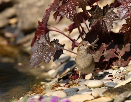 simsearch:400-04858235,k - A female House Sparrow feeding her young with a Lace Wing Foto de stock - Super Valor sin royalties y Suscripción, Código: 400-04365290