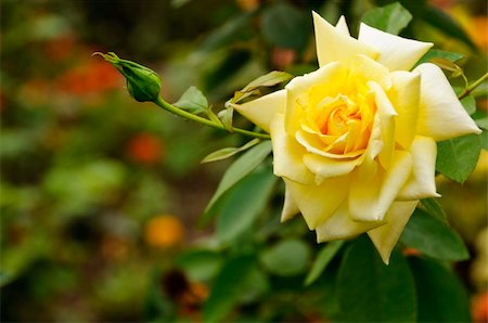 A beautiful fully grown yellow rose and a small blossom. Lots of space suitable for entering text. Shallow depth of field. Foto de stock - Super Valor sin royalties y Suscripción, Código: 400-04365333