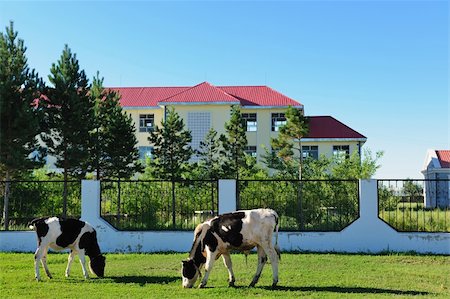 simsearch:400-08495148,k - Two cows grazing on the lawn near the yard Stock Photo - Budget Royalty-Free & Subscription, Code: 400-04365355