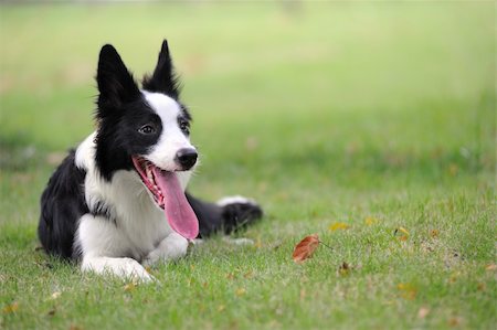 raywoo (artist) - Border collie dog lying on the lawn Fotografie stock - Microstock e Abbonamento, Codice: 400-04365370