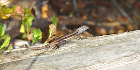 simsearch:400-04305245,k - A Florida Scrub Lizard (Sceloporus woodi) rests on a log in central Florida. Foto de stock - Super Valor sin royalties y Suscripción, Código: 400-04365403