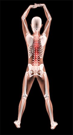 3D render of a female medical skeleton in a yoga position with spine highlighted Stock Photo - Budget Royalty-Free & Subscription, Code: 400-04365435