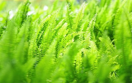 simsearch:400-04739592,k - Green plant background Stock Photo - Budget Royalty-Free & Subscription, Code: 400-04365826