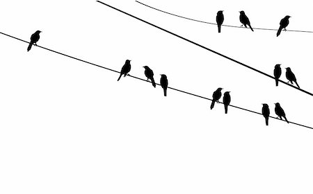 dreaming about eating - vector illustration of birds on wire Foto de stock - Super Valor sin royalties y Suscripción, Código: 400-04365990