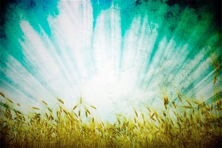 simsearch:400-08977636,k - Grunge background with golden wheat in a farm field Stock Photo - Budget Royalty-Free & Subscription, Code: 400-04366065