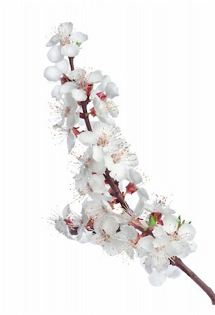 simsearch:400-05691274,k - Branch apricots isolated on a white background Photographie de stock - Aubaine LD & Abonnement, Code: 400-04366336