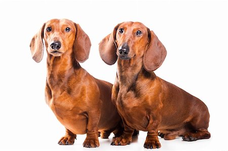 Two Dachshund Dogs on white background Stockbilder - Microstock & Abonnement, Bildnummer: 400-04366534