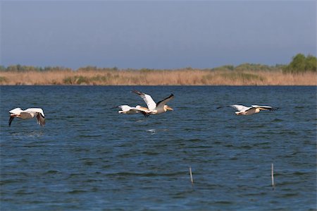 simsearch:400-07297750,k - pelicans in flight in Danube Delta, Romania Photographie de stock - Aubaine LD & Abonnement, Code: 400-04366601