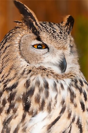 european eagle owl - Eurasian Eagle-owl is sitting on branch in zoo Foto de stock - Super Valor sin royalties y Suscripción, Código: 400-04366904