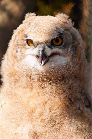 simsearch:400-07525343,k - Eurasian Eagle-owl is sitting on branch in zoo Foto de stock - Royalty-Free Super Valor e Assinatura, Número: 400-04366906