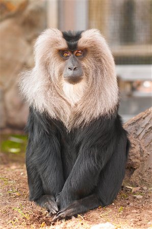 lion-tailed macaque is sitting and looking at camera Stockbilder - Microstock & Abonnement, Bildnummer: 400-04366902