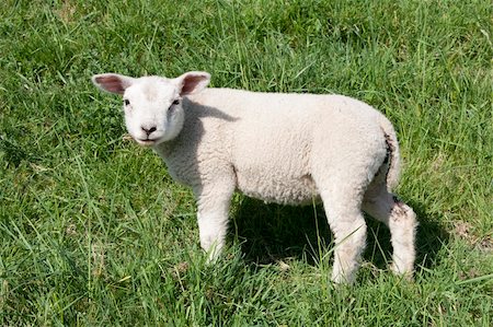 simsearch:400-04863108,k - Cute lamb in spring in the meadow, the Netherlands Foto de stock - Royalty-Free Super Valor e Assinatura, Número: 400-04367206