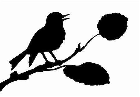 estornino - vector silhouette of the bird on branch Photographie de stock - Aubaine LD & Abonnement, Code: 400-04367605