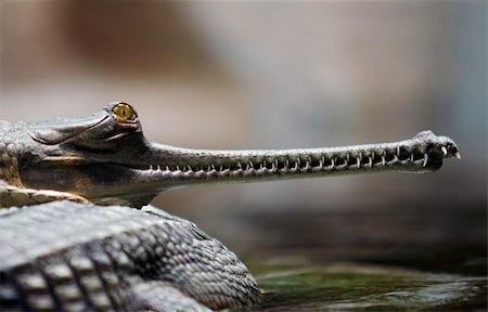 Detail of the head of Indian gavial - endangered species Photographie de stock - Aubaine LD & Abonnement, Code: 400-04367810