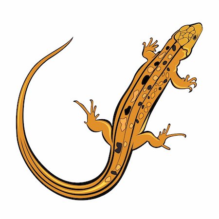 simsearch:400-05260189,k - Realistic gecko lizard. Illustration on white background for design Stockbilder - Microstock & Abonnement, Bildnummer: 400-04368625