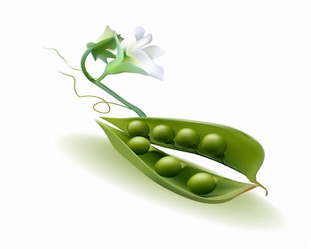 pod peas with a flower on a white background Photographie de stock - Aubaine LD & Abonnement, Code: 400-04368782