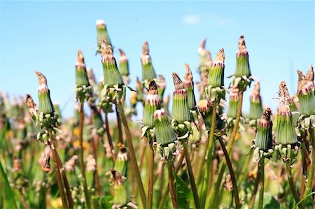 dandelions Stock Photo - Budget Royalty-Free & Subscription, Code: 400-04369049