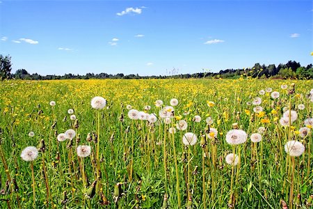 dandelions Stock Photo - Budget Royalty-Free & Subscription, Code: 400-04369050