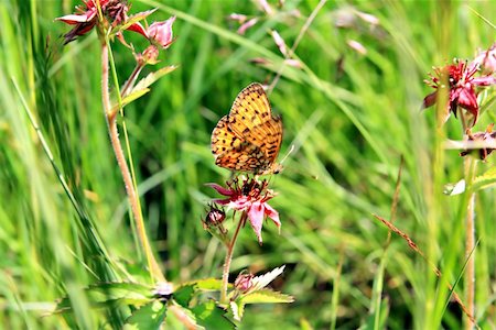 simsearch:400-06084186,k - butterfly on flower Foto de stock - Royalty-Free Super Valor e Assinatura, Número: 400-04369052