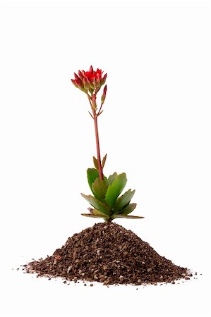 simsearch:400-08334430,k - Small red flower growing out of soil on a white background. Fotografie stock - Microstock e Abbonamento, Codice: 400-04369165